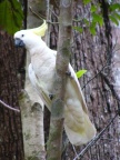 Sulfur-Crested Cockatoo.JPG (77 KB)